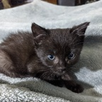 fosterkittens Profile Picture