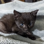 Profile picture of fosterkittens